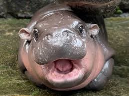 Moondeng (The world most loved HIPPO)