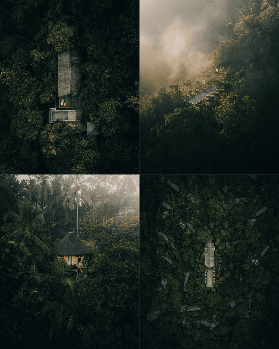 Rainforest Series