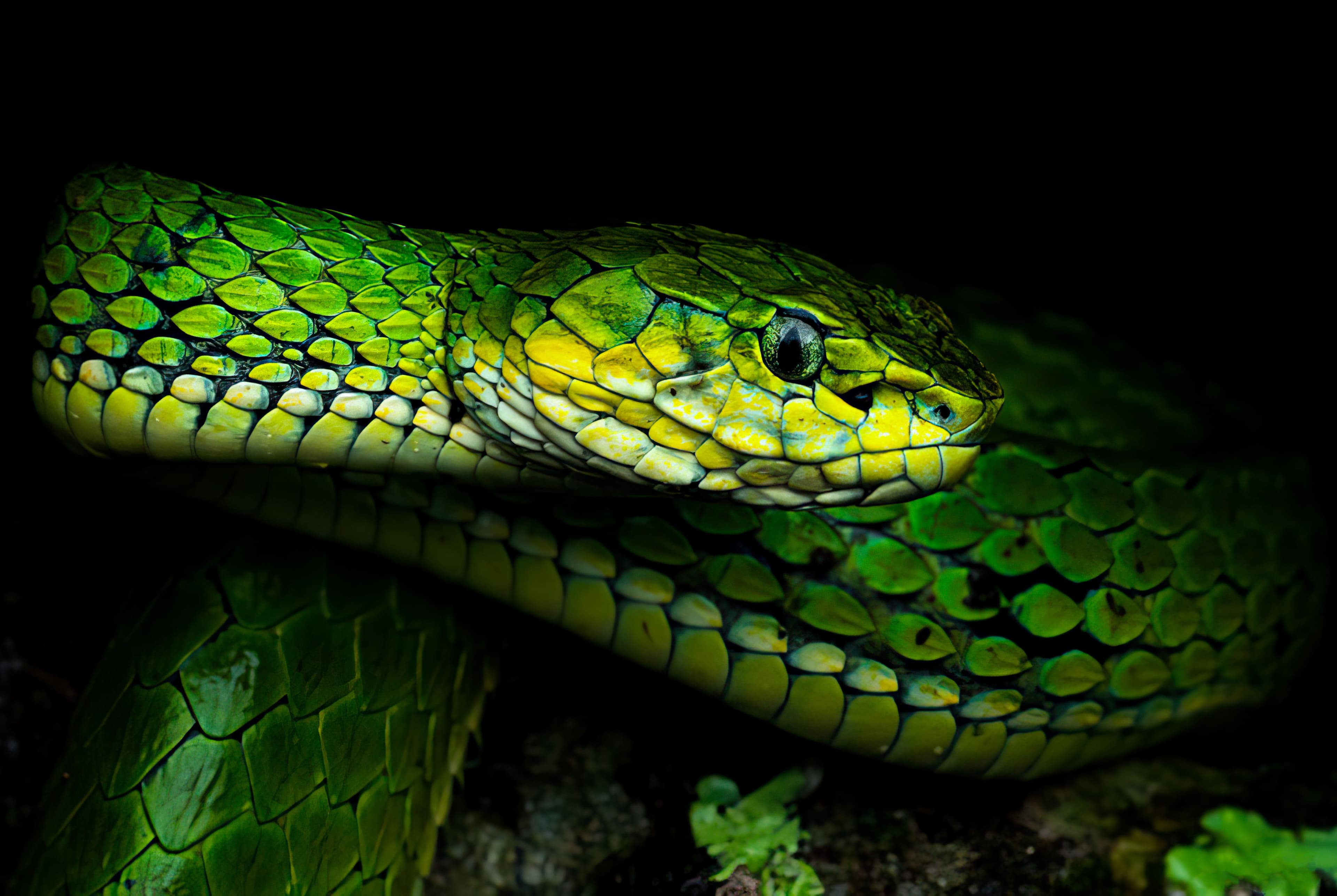 Large-scaled Pit Viper