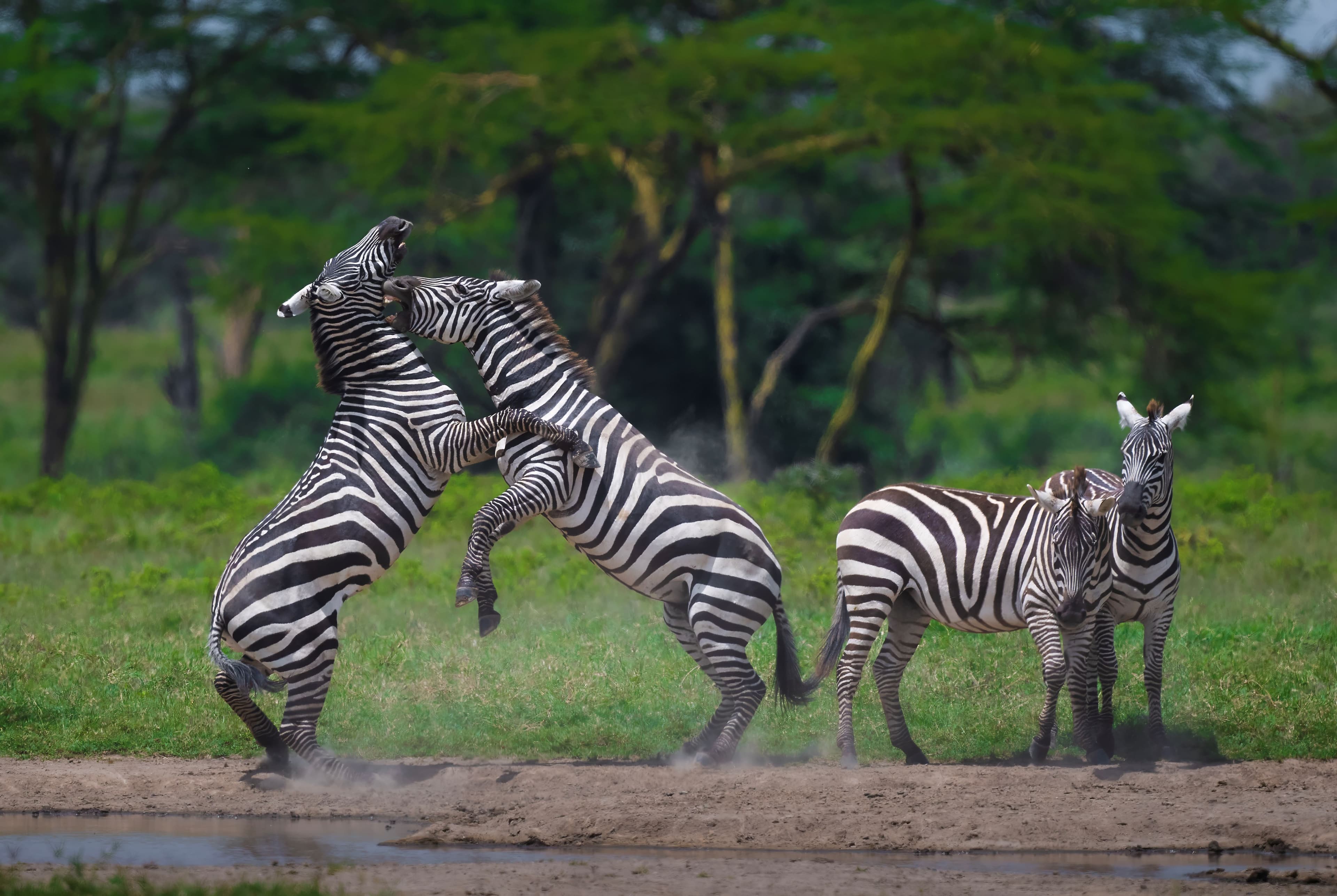 Striped Fight by Aparnamondal