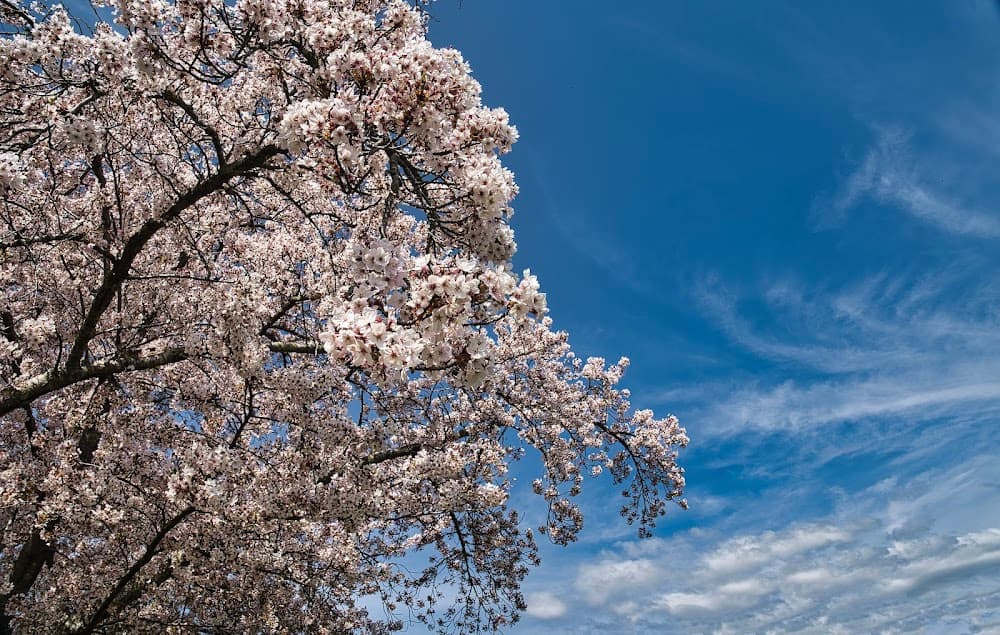 Where Cherry Blossoms Bloom