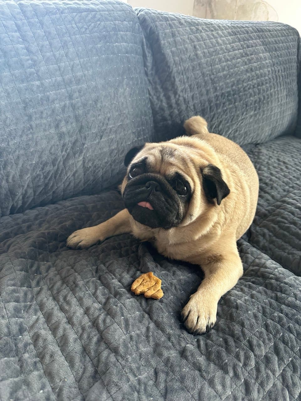 Easter Pug