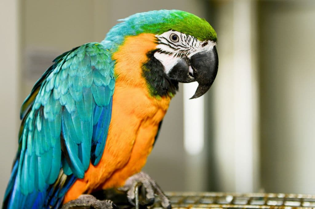 Ara Bird