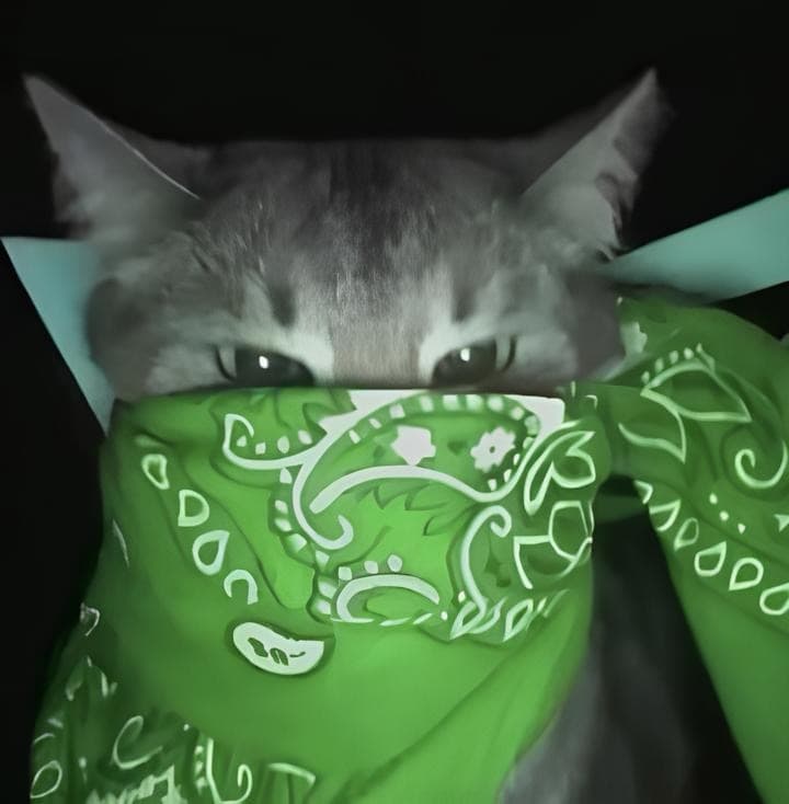 cat